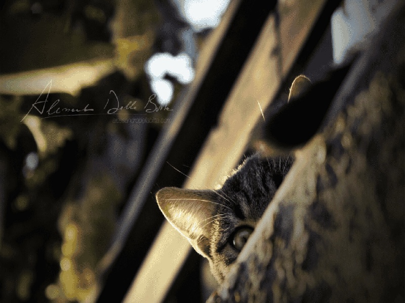 李荣香试管(试管植入到哪)